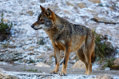 Wolf